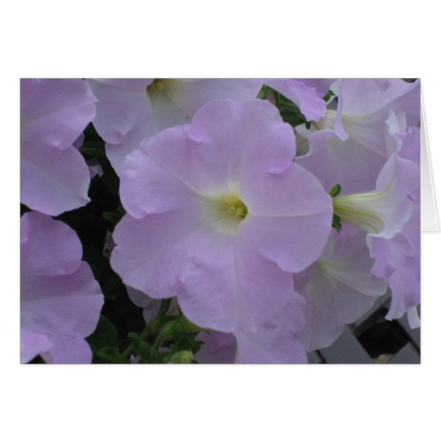 Purple Haze (Front Horizontal)