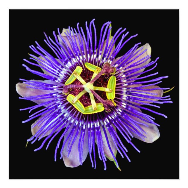 Purple Haze Print (Front)