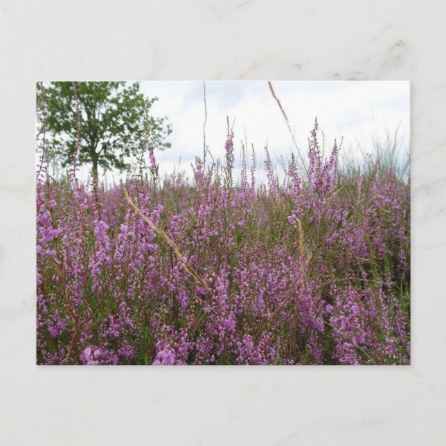 Purple Heath Flowers Landscape DIY Postcard (Front)