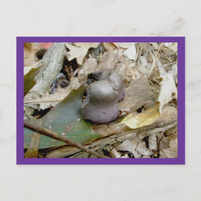 Purple Helmut Mushroom Postcard (Front)
