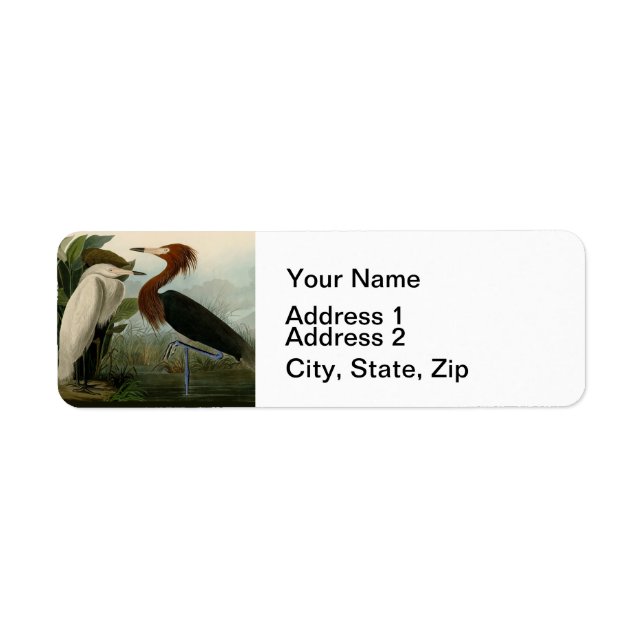 Purple Heron Audubon Bird Wildlife Painting (Front)