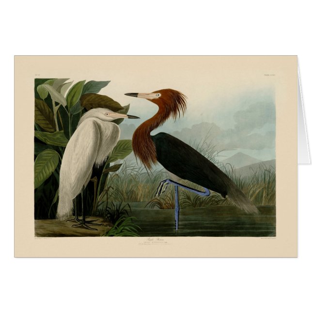 Purple Heron Audubon Bird Wildlife Painting (Front Horizontal)