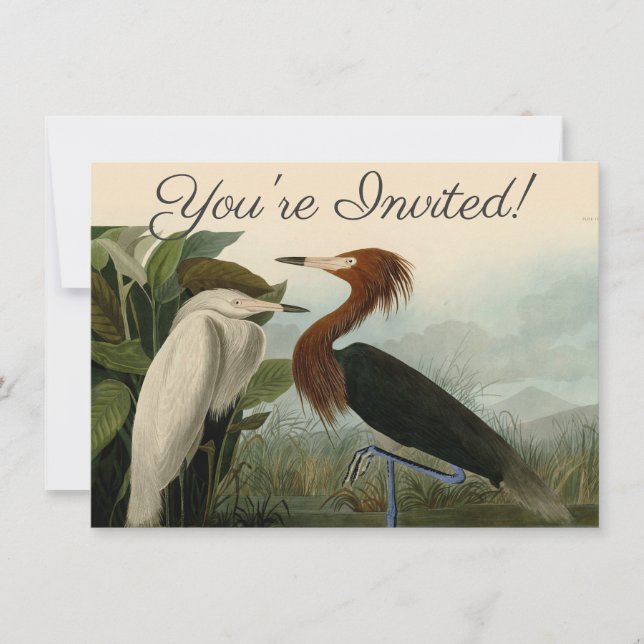 Purple Heron Audubon Bird Wildlife Painting Invitation (Front)