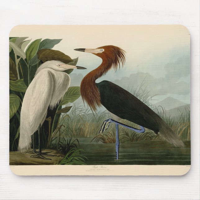 Purple Heron Audubon Bird Wildlife Painting Mouse Mat (Front)
