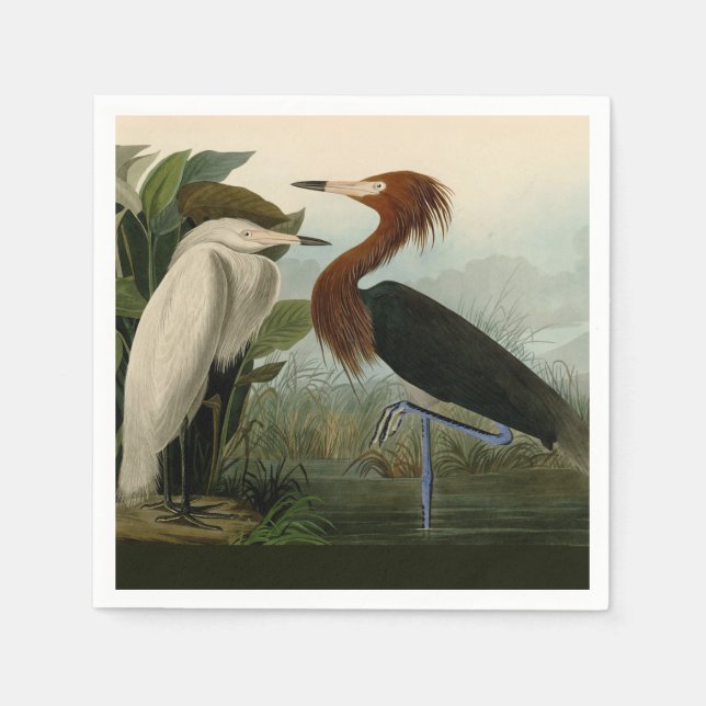 Purple Heron Audubon Bird Wildlife Painting Napkin (Front)