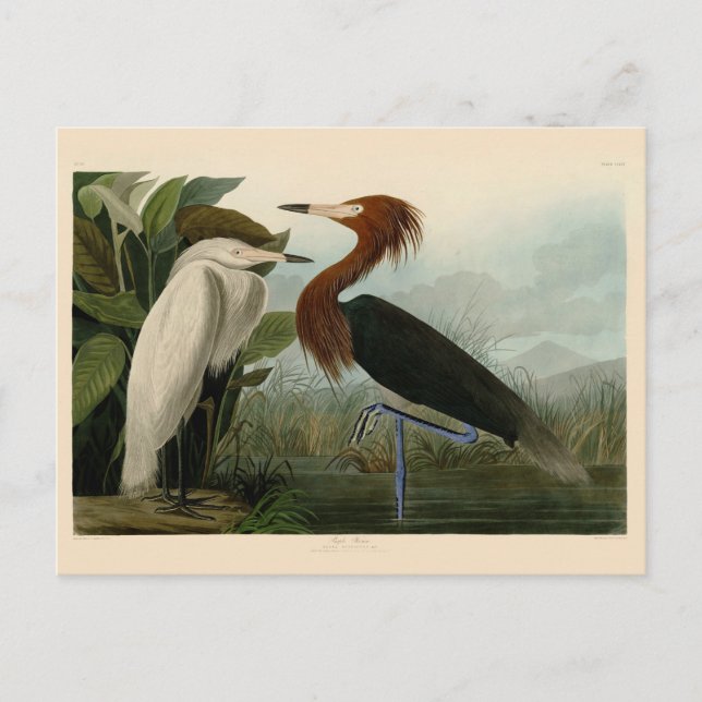 Purple Heron Audubon Bird Wildlife Painting Postcard (Front)