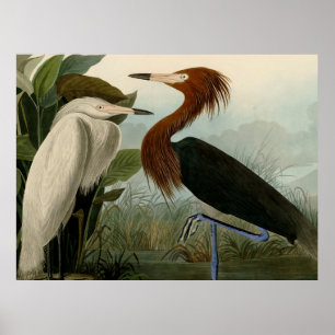 Purple Heron Audubon Bird Wildlife Painting Poster