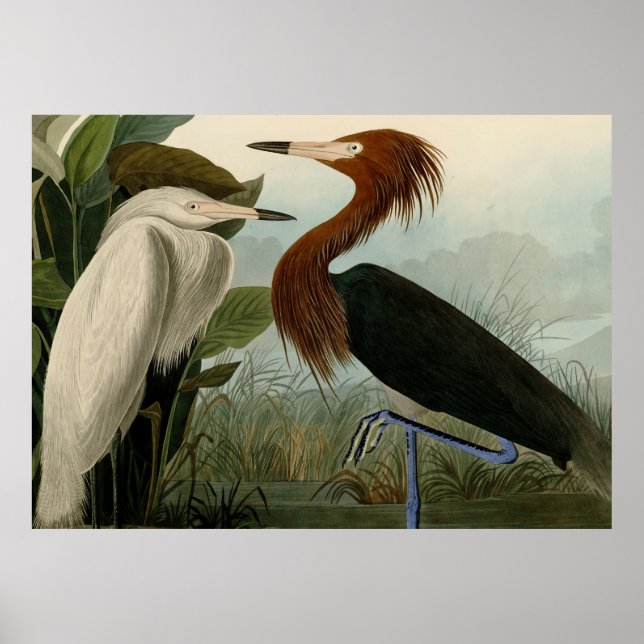 Purple Heron Audubon Bird Wildlife Painting Poster (Front)