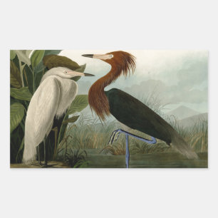 Purple Heron Audubon Bird Wildlife Painting Rectangular Sticker