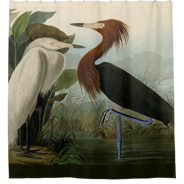 Purple Heron Audubon Bird Wildlife Painting Shower Curtain (Front)