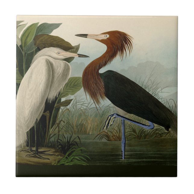 Purple Heron Audubon Bird Wildlife Painting Tile (Front)