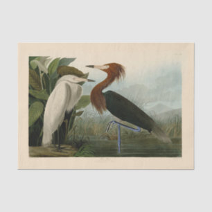 Purple Heron Audubon Bird Wildlife Painting Tissue Paper