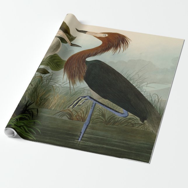 Purple Heron Audubon Bird Wildlife Painting Wrapping Paper (Unrolled)
