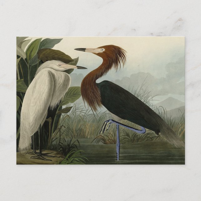 Purple Heron - from Audubon's Birds of America Postcard (Front)