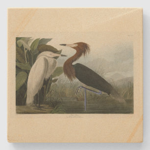 Purple Heron - from Audubon's Birds of America Stone Coaster