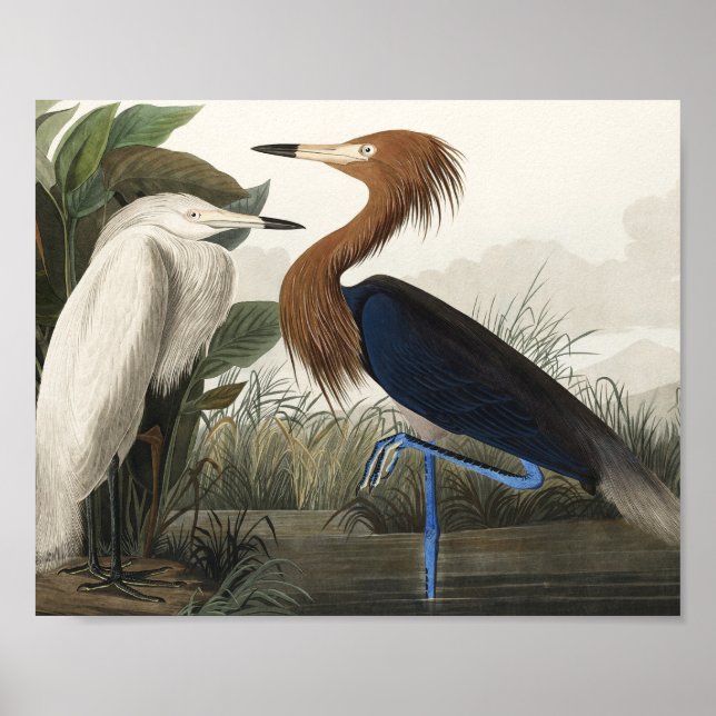 Purple Heron from Birds of America Poster (Front)