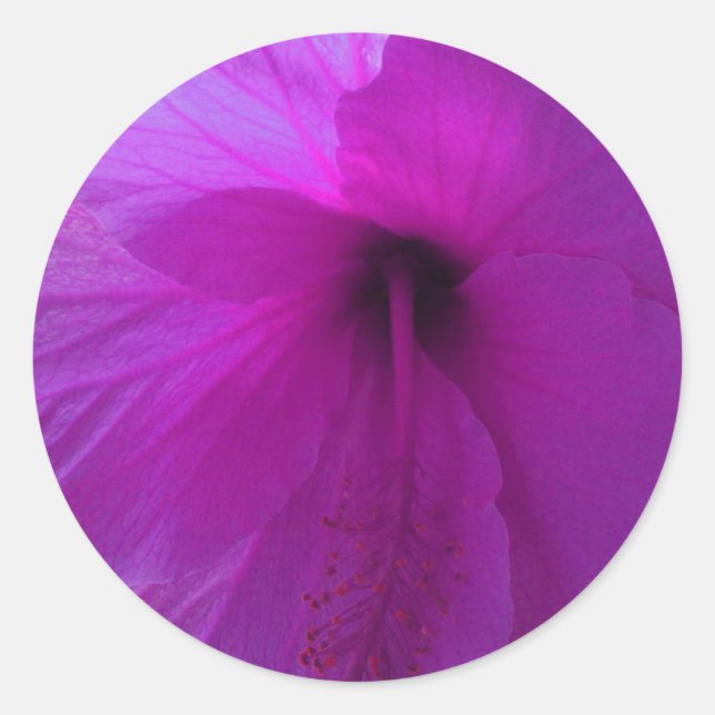 Purple Hibiscus Flower Classic Round Sticker (Front)