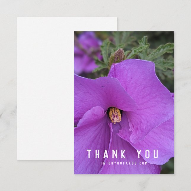 Purple Hibiscus Flower Closeup (Front/Back)