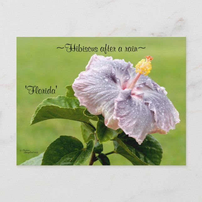 Purple Hibiscus flower Postcard (Front)