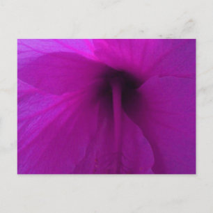Purple Hibiscus Flower Postcard