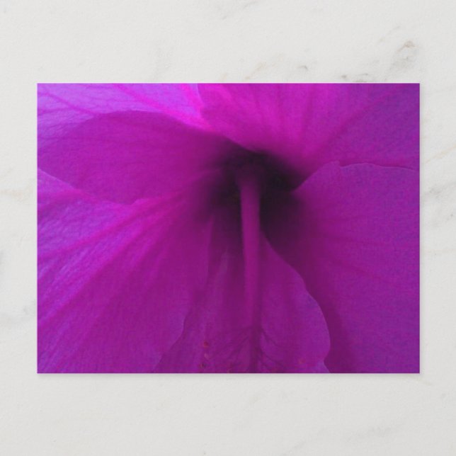 Purple Hibiscus Flower Postcard (Front)