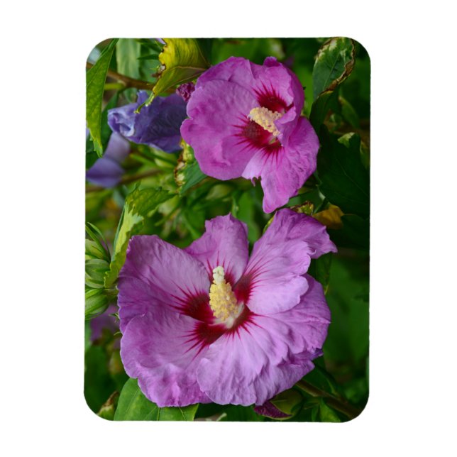 Purple hibiscus flowers magnet (Vertical)