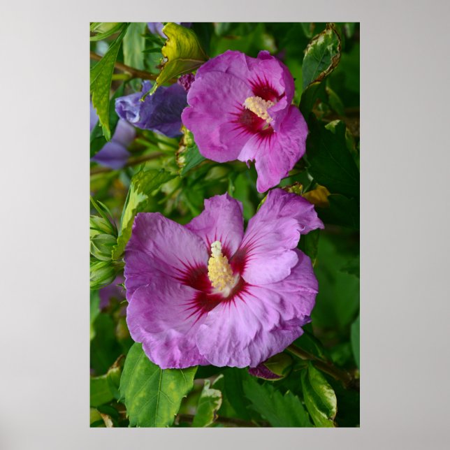 Purple hibiscus flowers poster (Front)