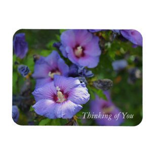 Purple Hibiscus Garden Flowers Thinking of You Magnet