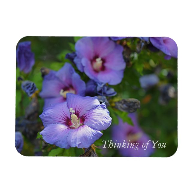 Purple Hibiscus Garden Flowers Thinking of You Magnet (Horizontal)