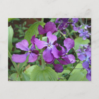 Purple Honesty Flower Postcard