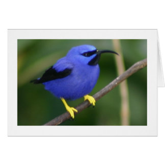 Purple Honeycreeper