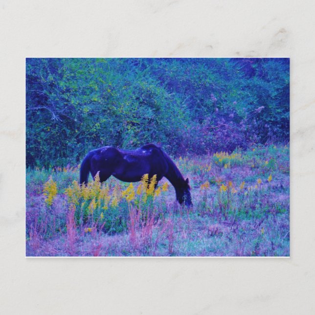 Purple Horse in Rainbow field Postcard (Front)