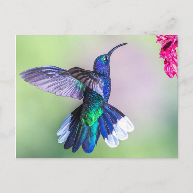 Purple Hummingbird in a Graceful Pose Postcard (Front)