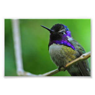 Purple Hummingbird Photo Print