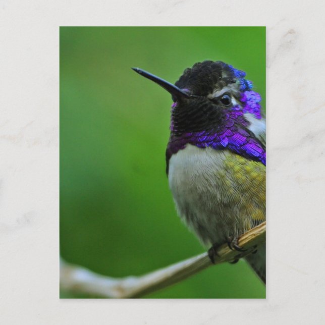 Purple Hummingbird Postcard (Front)