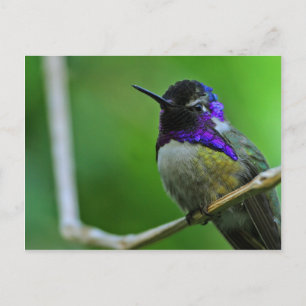 Purple Hummingbird Postcard