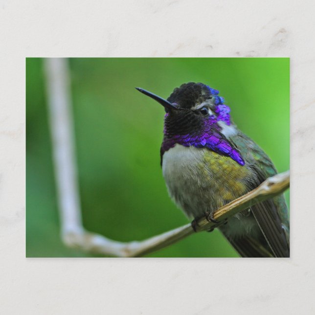 Purple Hummingbird Postcard (Front)
