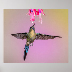 Purple Hummingbird with a Long Tail Poster