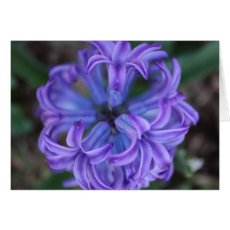 Purple Hyacinth