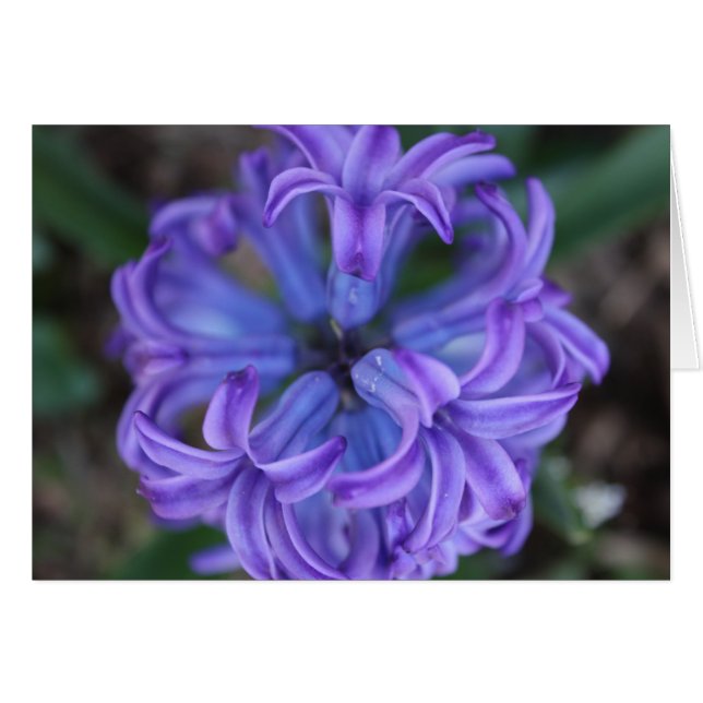 Purple Hyacinth (Front Horizontal)