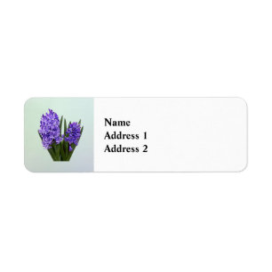 Purple Hyacinth Duo