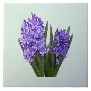 Purple Hyacinth Duo Tile