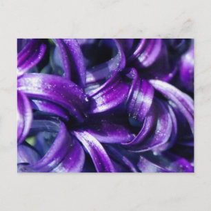 Purple Hyacinth Flower Postcard