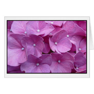 Purple Hydrangea Blossom