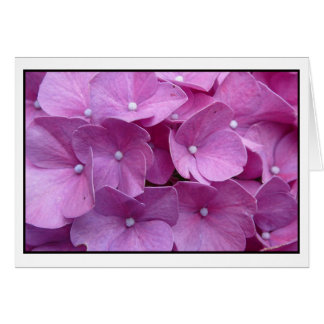 Purple Hydrangea Blossom