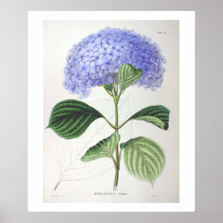 Purple Hydrangea Botanical Drawing Poster Print