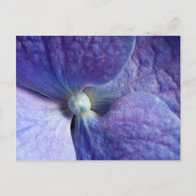 Purple Hydrangea Event And Wedding Announcement Postcard (Front)