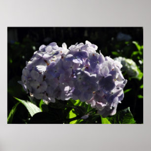 Purple Hydrangeas Flowers Poster