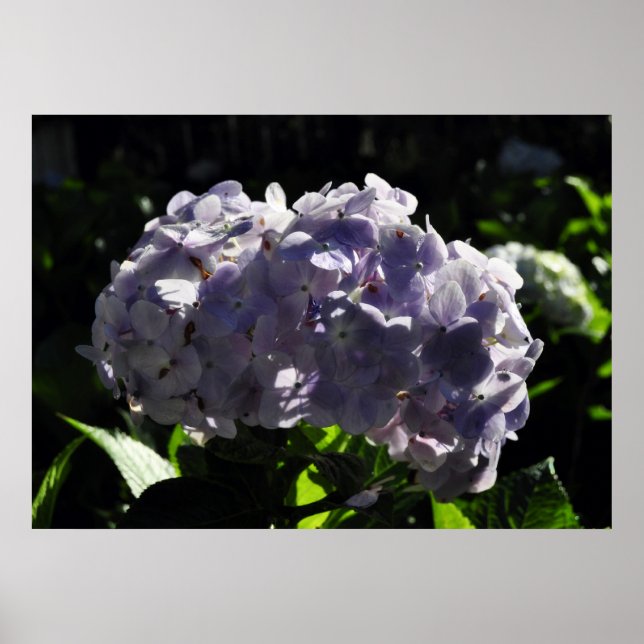 Purple Hydrangeas Flowers Poster (Front)