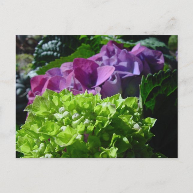 Purple Hydrangeas Postcard (Front)